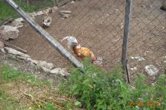 DSCN0089